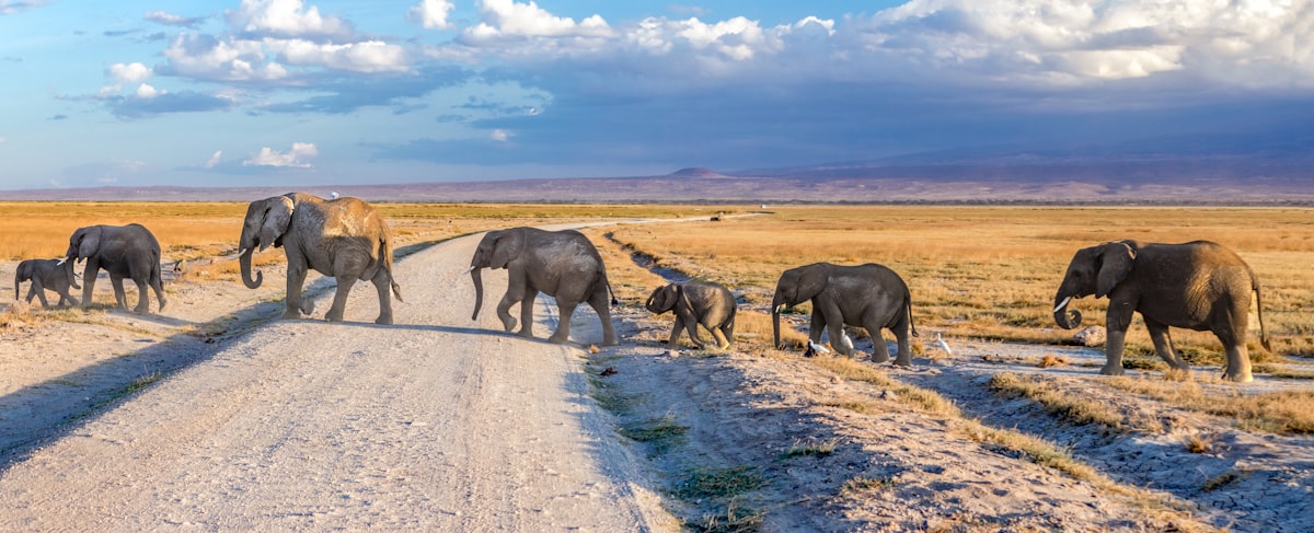 Elephants in Amboseli National Park with Mount Kilimanjaro, Kenya