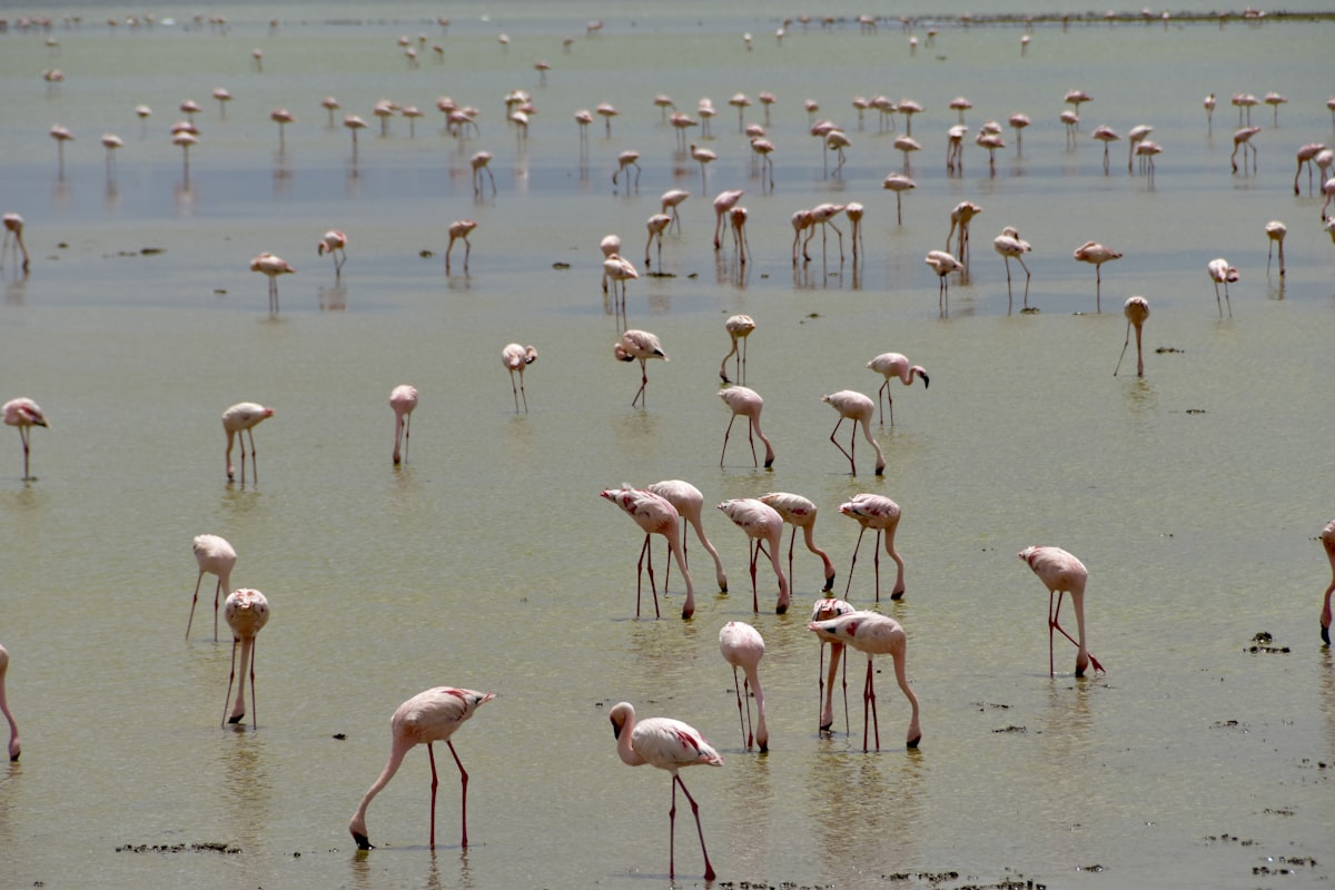 Flamingos at Lake Nakuru National Park, Kenya
