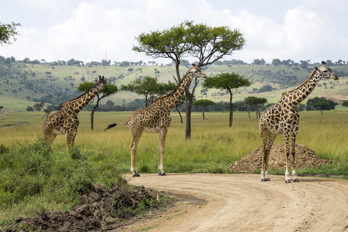 Giraffes on the Maasai Mara savanna — best places to visit in Kenya by car
