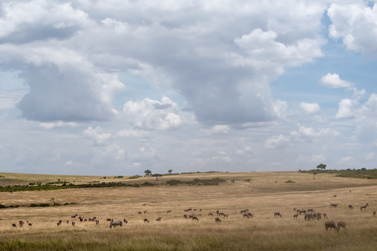 Maasai Mara savanna with wildlife, Kenya